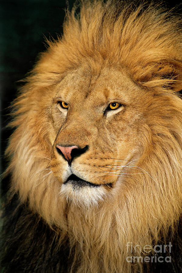 African Lion Panthera Leo Wildlife Rescue #2 Photograph by Dave Welling