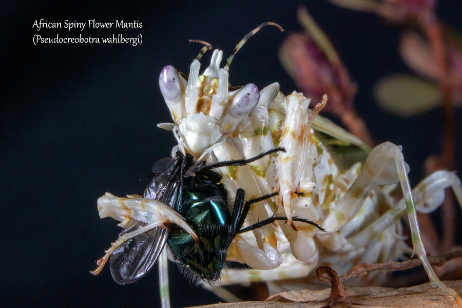 African Spiny Flower Mantis #1 Photograph by Mark Berman