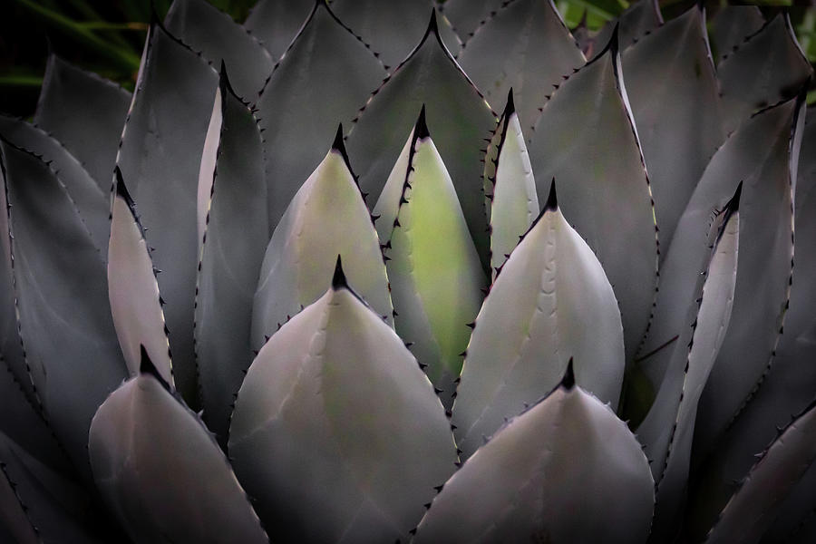 Agave parryi truncata Photograph by Gary Geddes