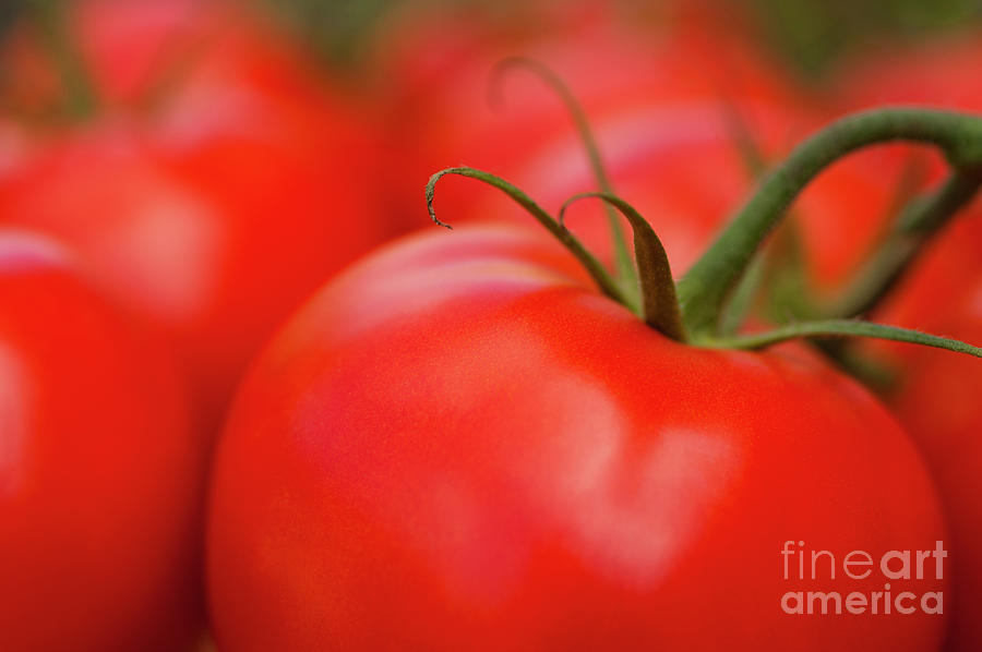 Agriculture Tomatoes Photograph