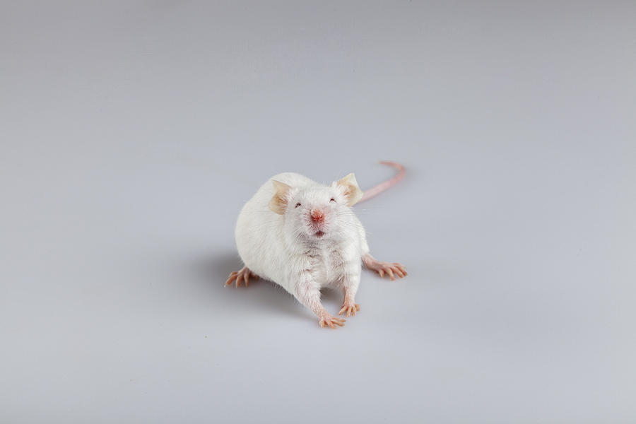 Albino mouse pose #2 Photograph by Tiripero