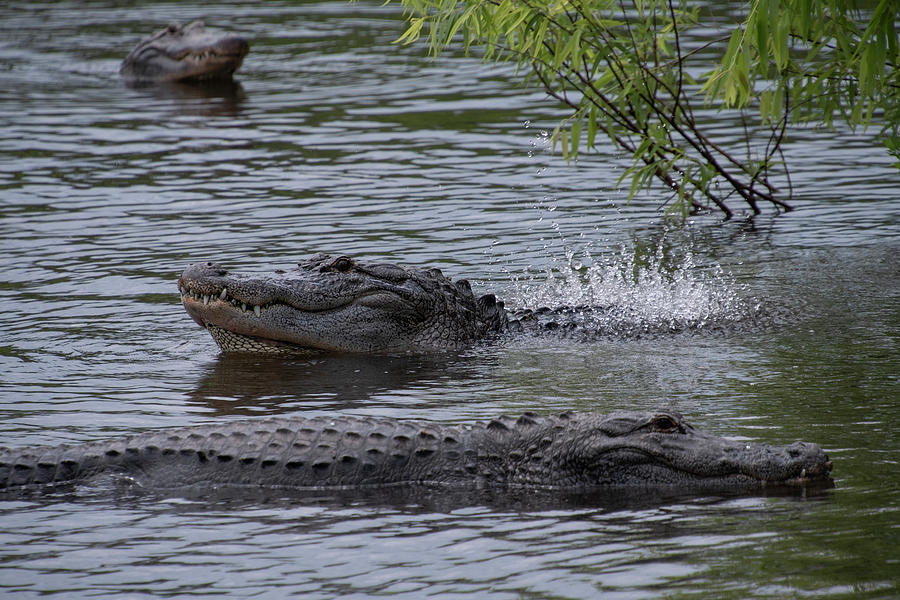 Alligator Bellowing Photograph by Carolyn Hutchins