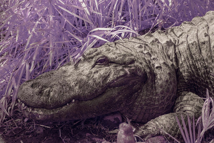 Alligator in Infrared Photograph by Carolyn Hutchins