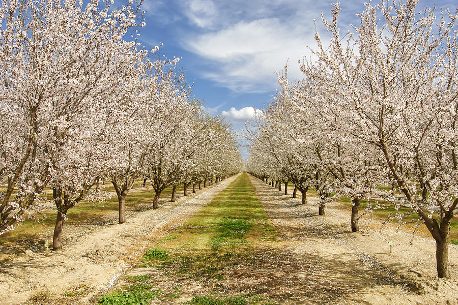 Almond Orchard with Springtime Blossoms #2 Photograph by GomezDavid