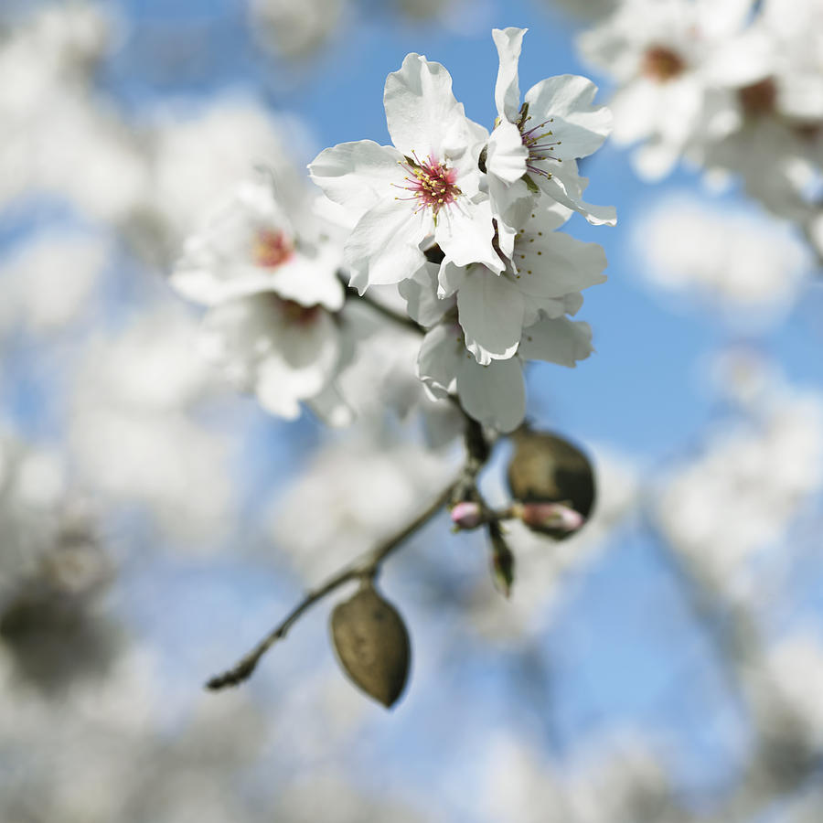 Almond tree flowers #2 Photograph by Lisbeth Hjort