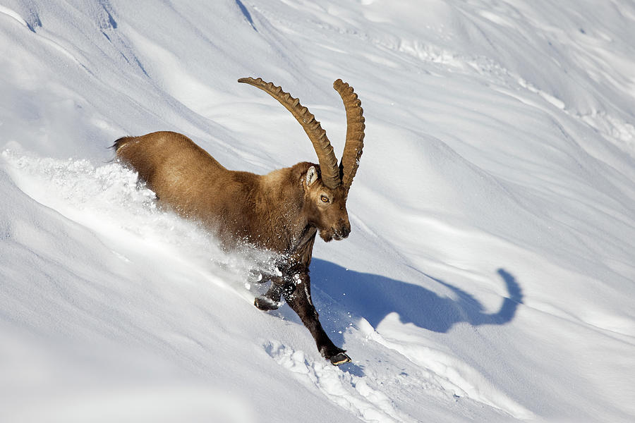 Alpine Ibex in Winter #2 Photograph by Arterra Picture Library
