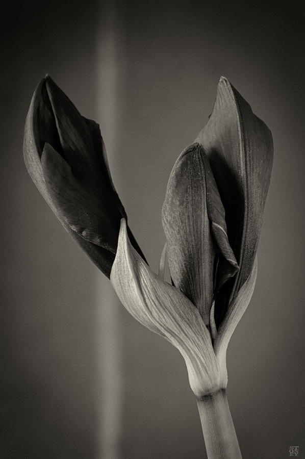 Amaryllis #2 Photograph by Stoney Stone
