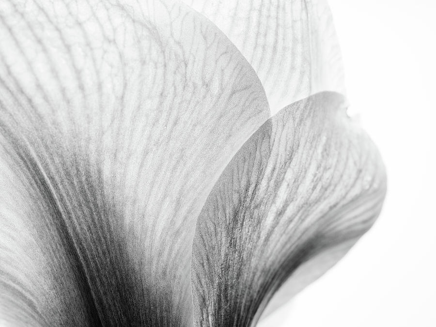 Black And White Photograph - Amaryllis #2 by Nailia Schwarz