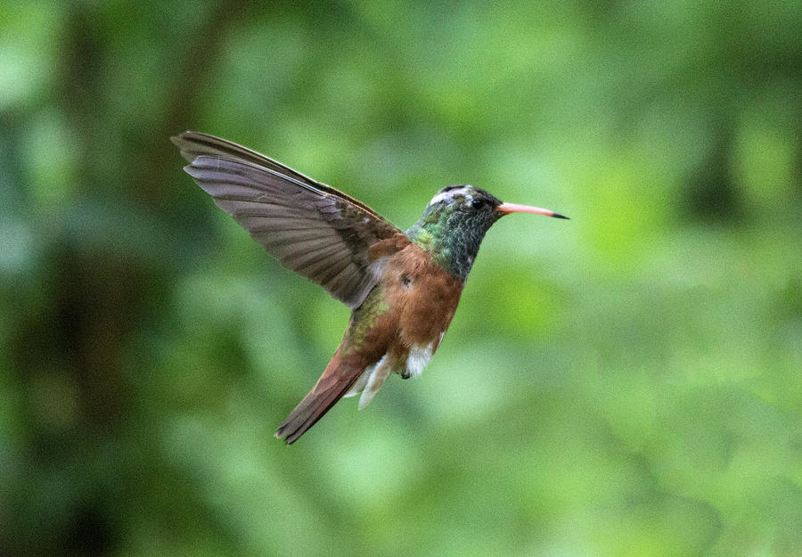 Amazilia hummingbird #2 Photograph by Pietro Ebner