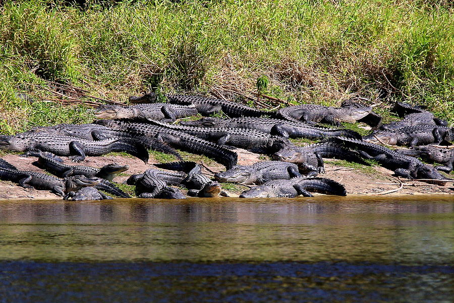 American Alligator Deep Hole Myakka Photograph by Olli Kay | Fine Art ...