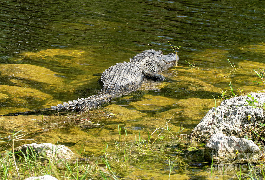 American alligator in the Everglades in southern Florida, USA #2 Photograph by William Kuta