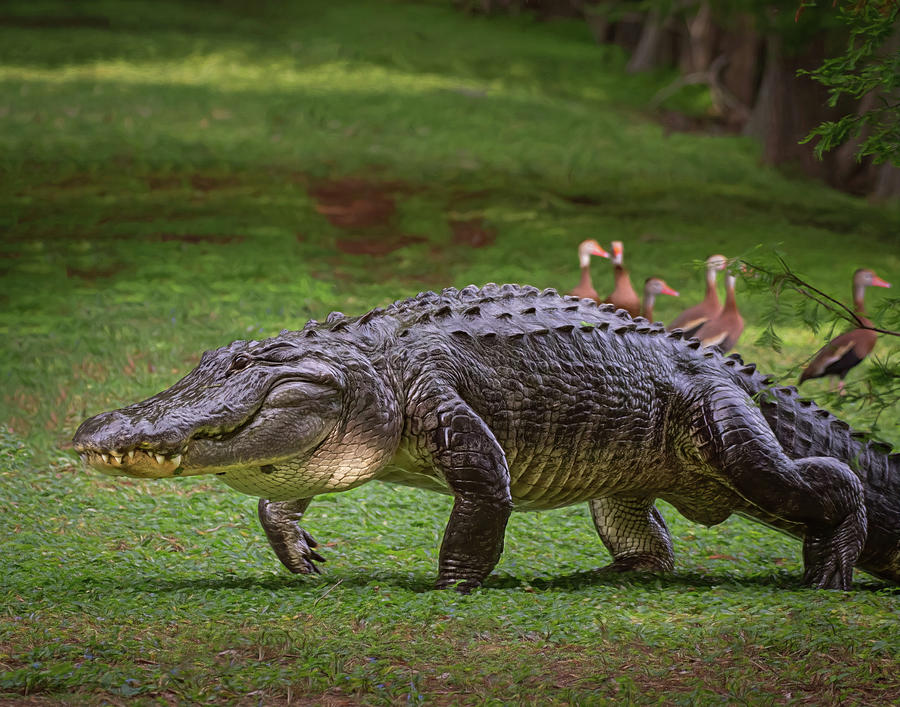 American Alligator #1 Photograph by Rebecca Herranen