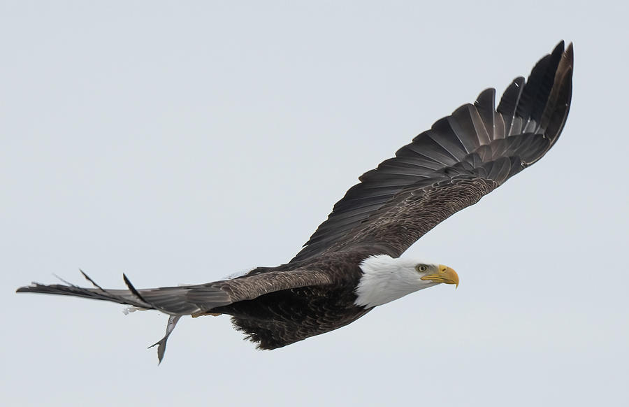 American Bald Eagle #2 Photograph by Jeffrey PERKINS