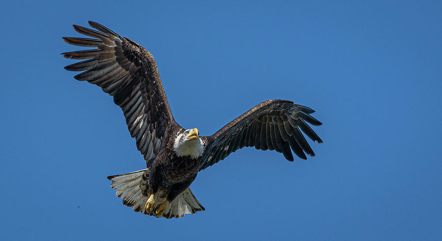 American Bald Eagle  #2 Photograph by Rick Mosher