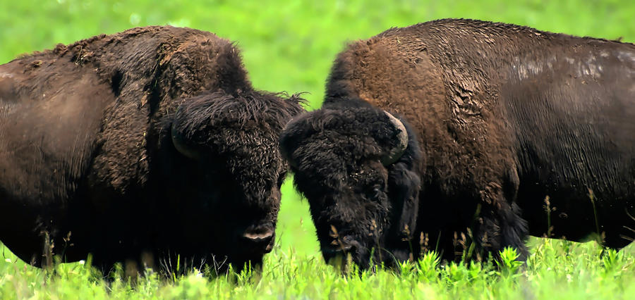 American Bison Photograph
