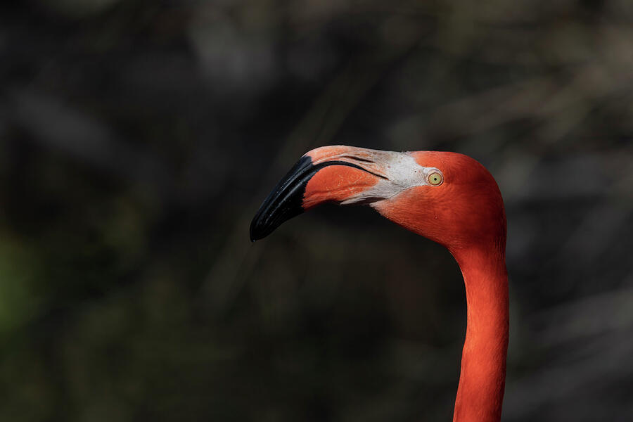 American flamingo #2 Photograph by Pietro Ebner