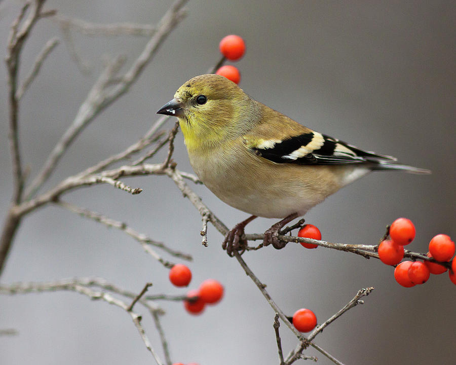 American Goldfinch #2 Photograph by John Rowe