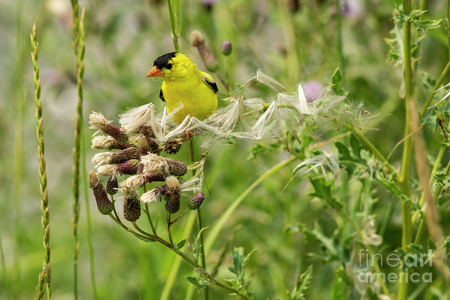 American Goldfinch #2 Photograph by JT Lewis