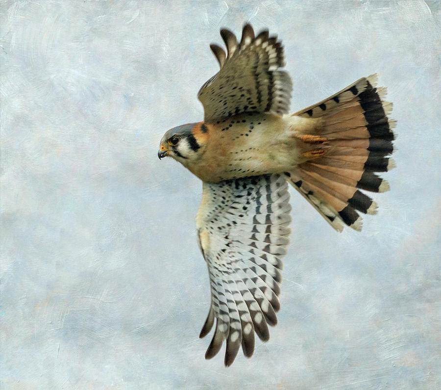 American Kestrel #2 Photograph by Angie Vogel