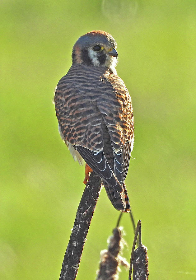 American Kestrel Falcon Photograph by Lindy Pollard | Fine Art America