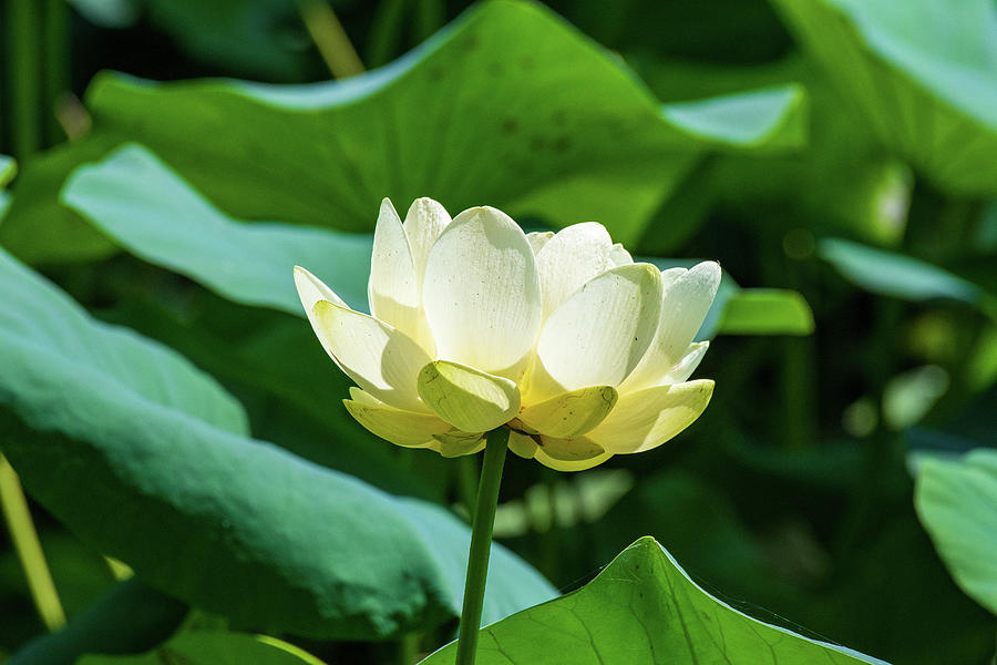American Lotus #2 Photograph by Rose Guinther