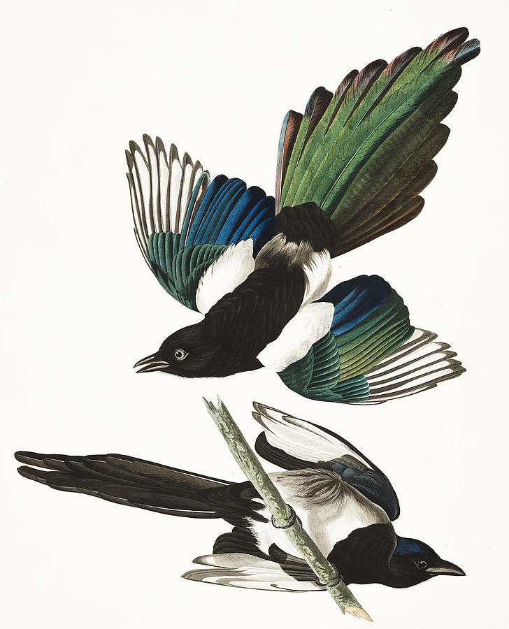 John James Audubon Painting - American Magpie #2 by Alexander Ivanov