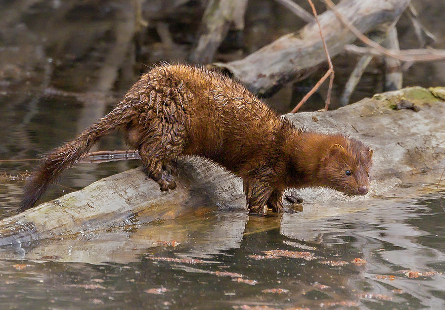 American mink #2 Photograph by Mark Mille