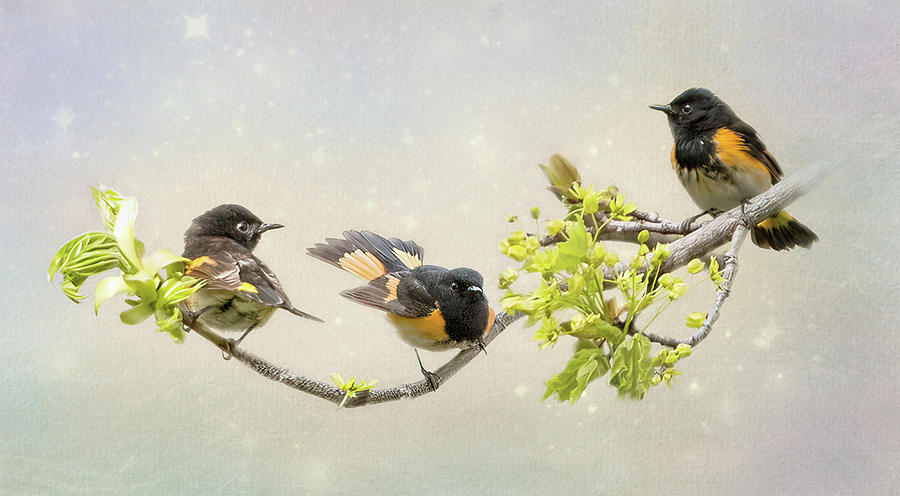 American Redstart Trio Photograph by Patti Deters