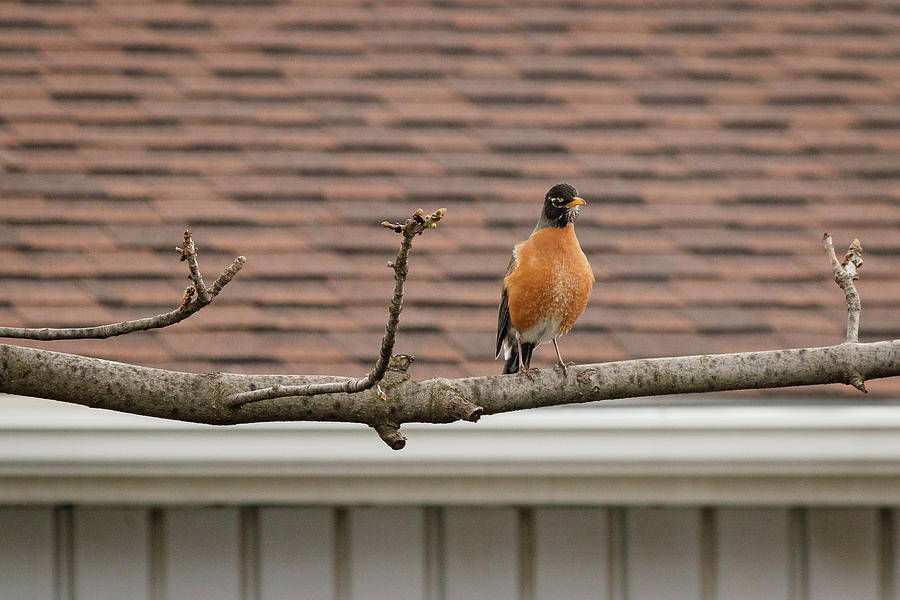 American Robin on a branch #2 Photograph by SAURAVphoto Online Store
