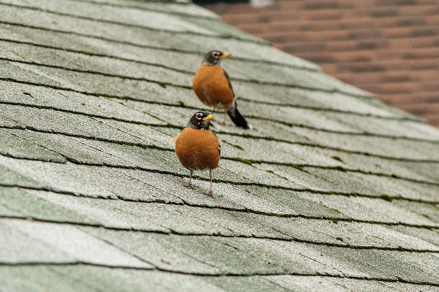 American Robins on the roof #2 Photograph by SAURAVphoto Online Store
