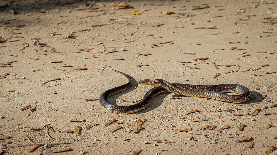 An Aesculapian snake slithering on the ground in a forest Photograph by