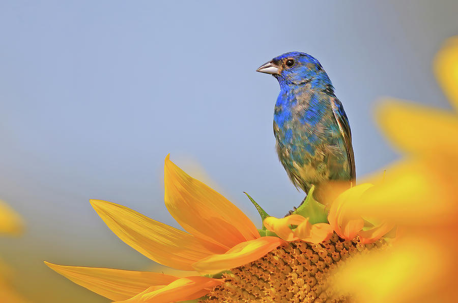 An Indigo Bunting Perched on a Sunflower #2 Photograph by Shixing Wen