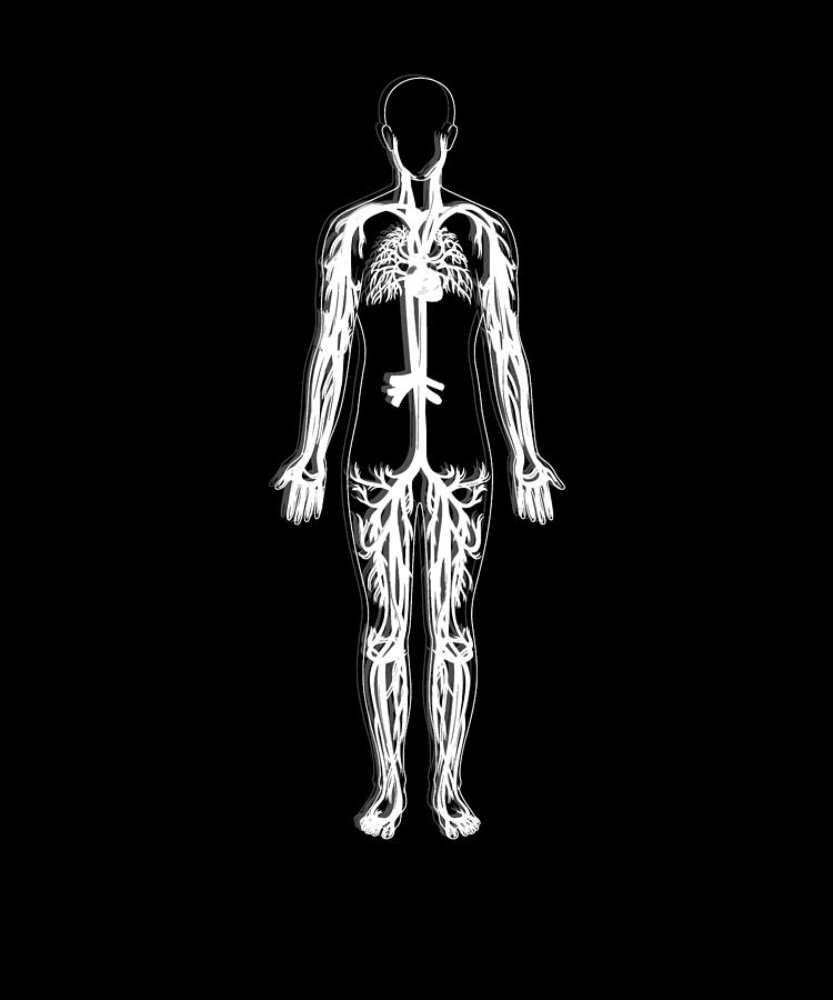 Anatomy Lineart Digital Art by Manuel Schmucker | Fine Art America