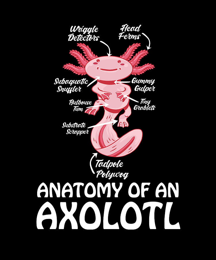 https://images.fineartamerica.com/images/artworkimages/mediumlarge/3/2-anatomy-of-an-axolotl-kawaii-mexican-fish-ocean-florian-dold-art.jpg