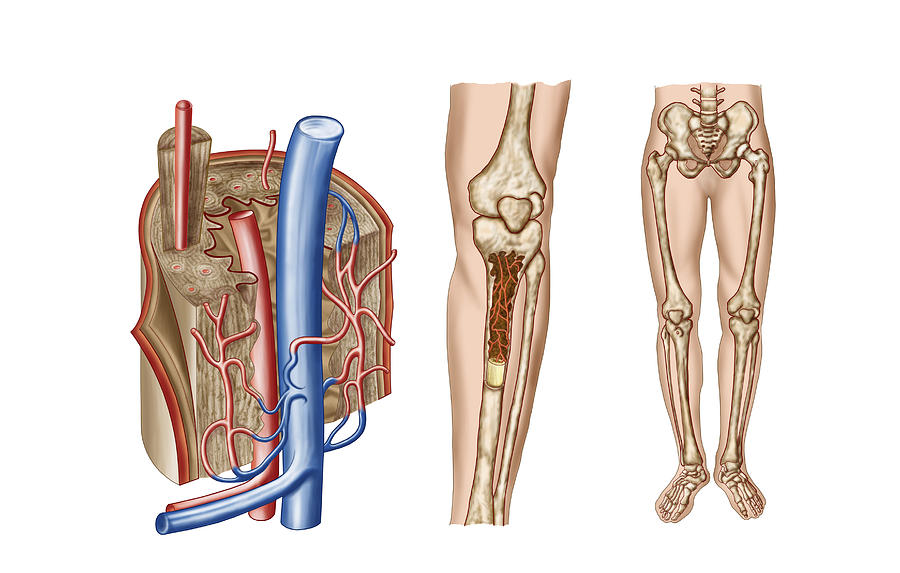 Anatomy of human bone marrow. #2 Drawing by Stocktrek Images