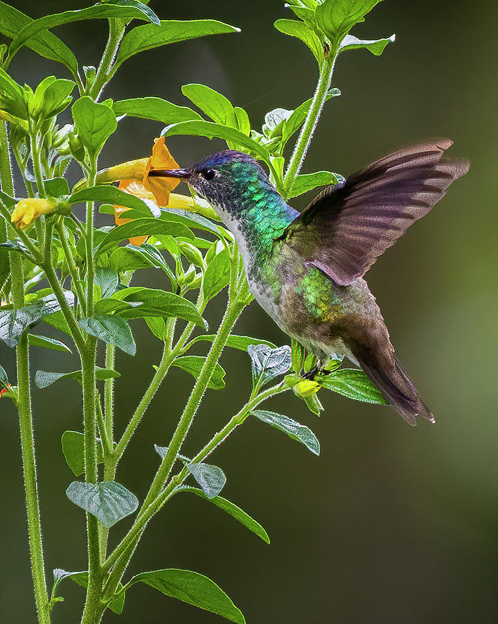 Andean Emerald La Conchita Cali Valle del Cauca Colombia #2 Photograph by Adam Rainoff