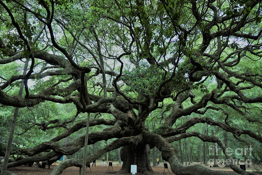 Angel Oak #3 Photograph by Groover Studios