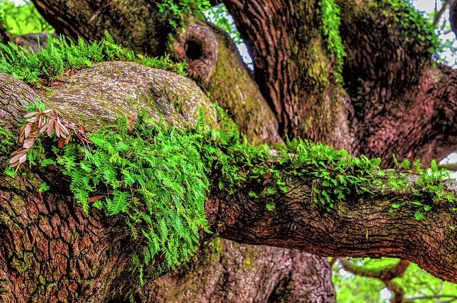 Angel Oak Tree Branches Photograph by Louis Dallara