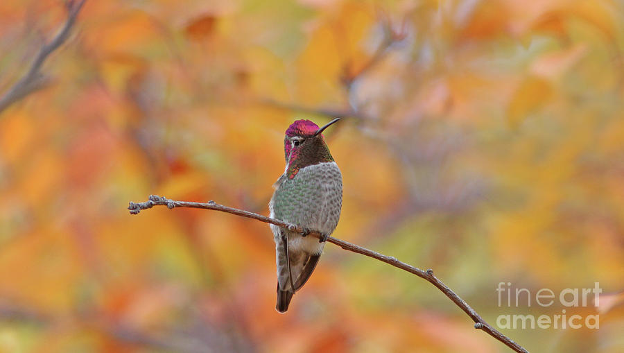 Annas Hummingbird #2 Photograph by Gary Wing