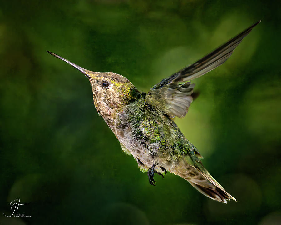 Annas Hummingbird #2 Photograph by Jim Thompson