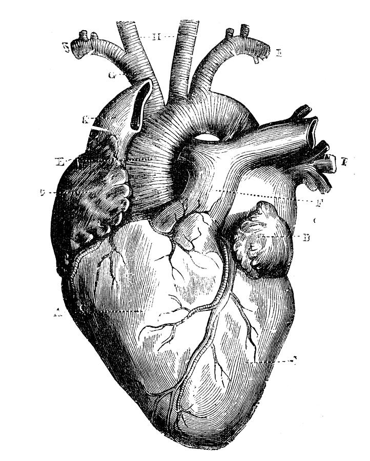 Antique medical scientific illustration high-resolution: heart Drawing by Ilbusca