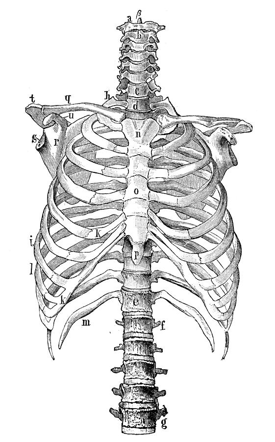Antique medical scientific illustration high-resolution: rib cage #2 Drawing by Ilbusca