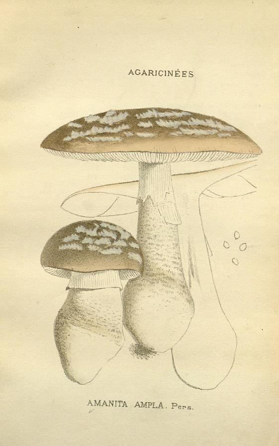 Antique Mushroom Illustration #2 Mixed Media by World Art Collective