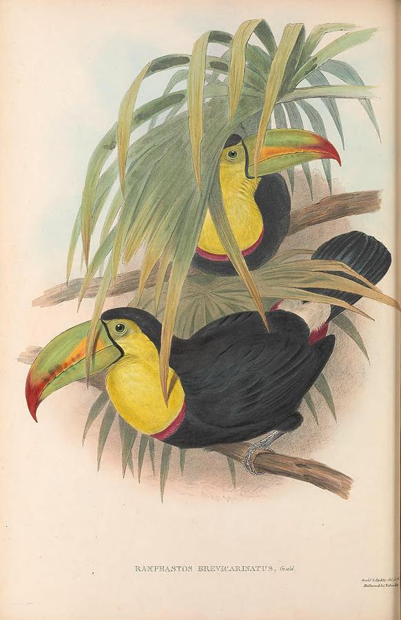 Antique Toucan Illustrations #2 Mixed Media by World Art Collective
