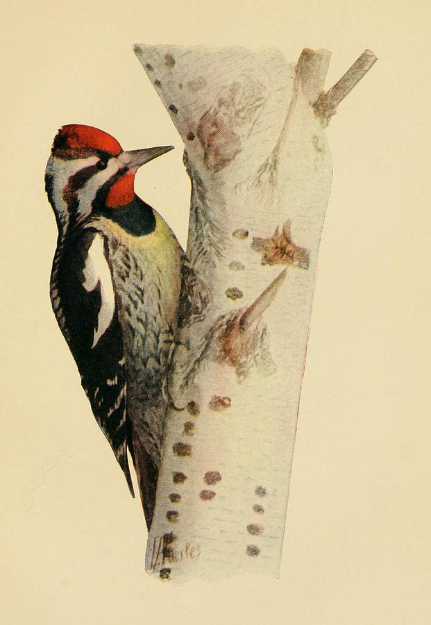 Antique Woodpecker Illustration #2 Mixed Media by World Art Collective