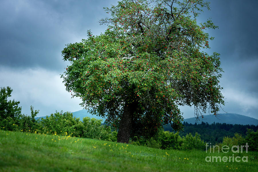 Apple Tree #2 Photograph by Alana Ranney