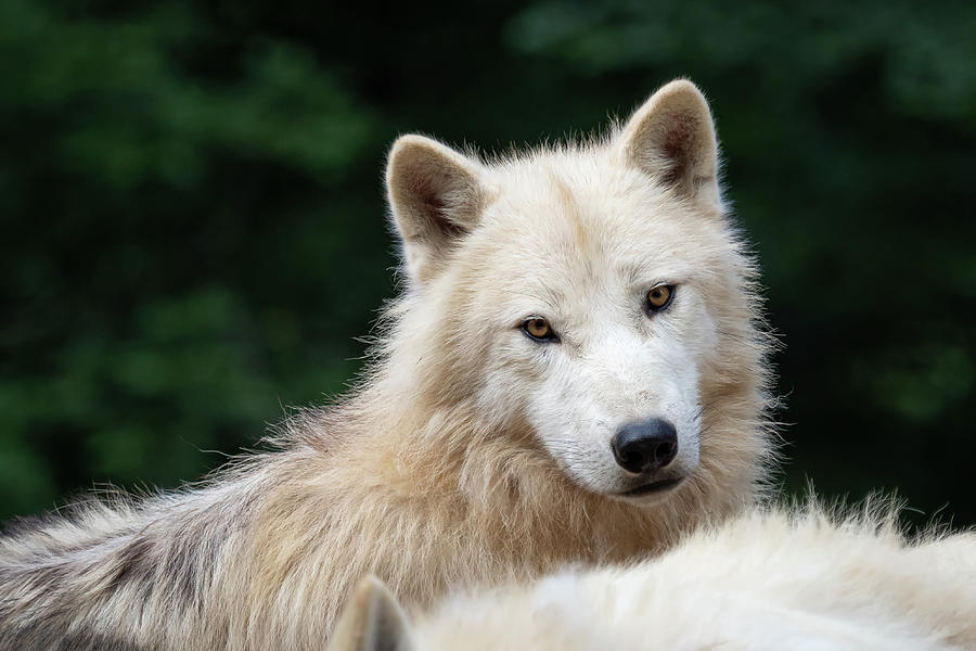 Arctic Wolf Canis Lupus Arctos Also Known As The White Wolf O Photograph By Lubos Chlubny 