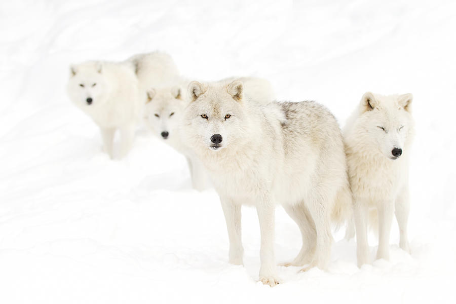 Arctic Wolves #2 Photograph by Jim Cumming