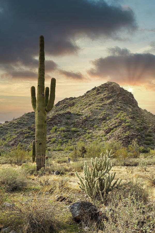 Arizona Desert Landscape with Sun Rays Photograph by Chic Gallery ...