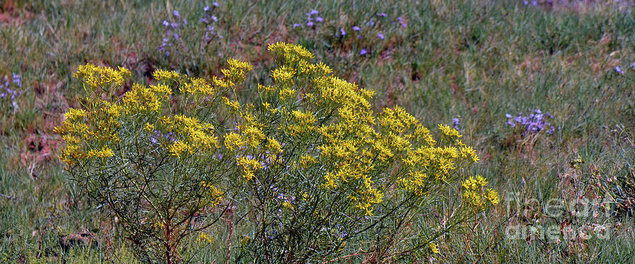 Arizona Yellow Wildflower Photograph